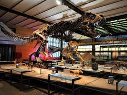 Institut royal des sciences naturelles de Belgique