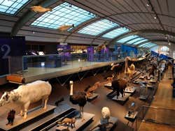 Institut royal des sciences naturelles